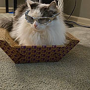 Nube is registered to the contest to win money with this photo: cat, fluffy, cardboard_scratch_pad, sunglasses, indoor, carpet, pet, relaxed, cute, animal, feline, home, funny, accessory, white, gray, fur, sitting, domestic, cool