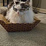 cat, fluffy, cardboard_scratch_pad, sunglasses, indoor, carpet, pet, relaxed, cute, animal, feline, home, funny, accessory, white, gray, fur, sitting, domestic, cool