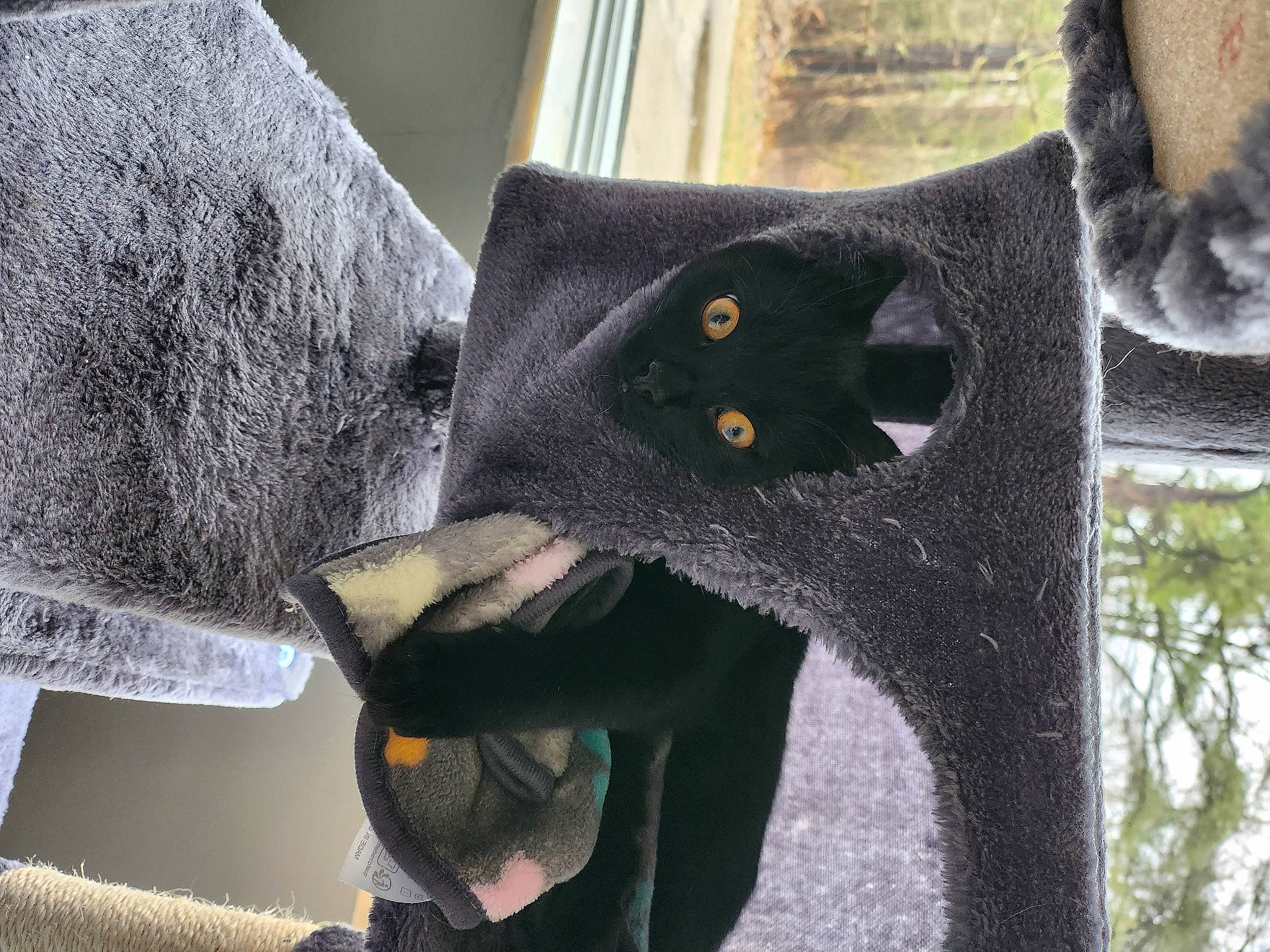 Binx is registered to the contest to win money with this photo: carnivore, cat, chair, domestic_short_haired_cat, fashion_accessory, felidae, fur, grass, grey, linens, plant, sleeve, small_to_medium_sized_cats, tail, terrestrial_animal, tree, trunk, whiskers, window, wood