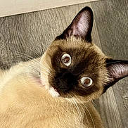 Cleo is registered to the contest to win money with this photo: animal, cat, closeup, curious, cute, domestic_animal, ears, expression, eyes, face, floor, fur, indoor, lying, mammal, pet, portrait, siamese, whiskers, wooden_floor