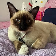 Cleo is registered to the contest to win money with this photo: animal, blanket, blue_eyes, cat, close_up, collar, cozy, cute, domestic_animal, feline, hello_kitty, indoor, pet, plush_toy, purple, relaxing, resting, siamese_cat, soft_texture, stuffed_animal