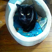 Smokie is registered to the contest to win money with this photo: animal, animal_bed, black_cat, blanket, cat, comfort, cozy, cute, domestic_cat, ears, eyes, feline, fur, home, indoor, looking_up, pet_bed, resting, soft, wooden_floor