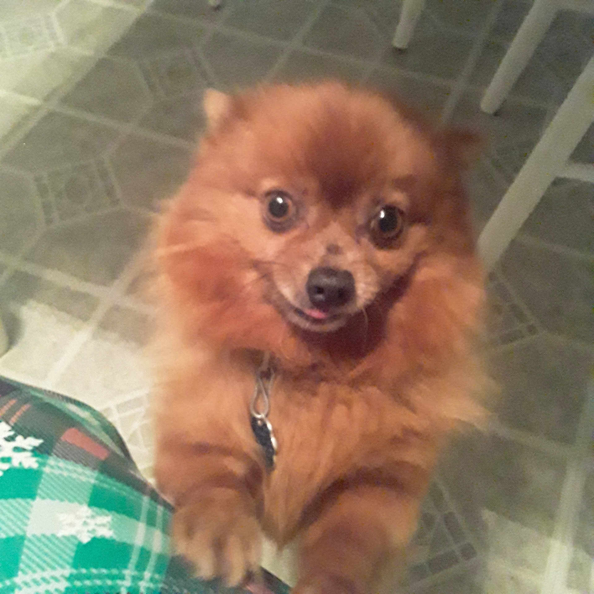Bear