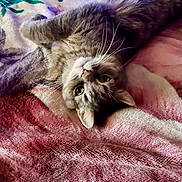 Milo is registered to the contest to win money with this photo: cat, gray_cat, feline, whiskers, bed, blanket, cozy, lying_down, upside_down, fur, eyes, pet, domestic_cat, indoors, portrait, closeup, paws, relaxed, soft_texture, sleepy