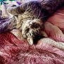 cat, gray_cat, feline, whiskers, bed, blanket, cozy, lying_down, upside_down, fur, eyes, pet, domestic_cat, indoors, portrait, closeup, paws, relaxed, soft_texture, sleepy