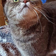 Milo joined the competition — help win amazing prizes! bedding, blanket, cabinet, cat, close_up, curious, domestic_animal, feline, fur, furniture, green_eyes, indoor, looking_up, nose, paw, pet, plastic_container, portrait, tabby, whiskers