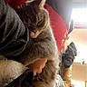 blanket, cat, close_up, couch, cozy, domestic, fur, grey_cat, hug, human_hand, indoor, living_room, pet, pillow, red_pillow, resting, sleepy, sunlight, whiskers, window
