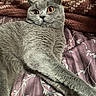 attentive, blanket, british_shorthair, cat, close_up, cozy, domestic_animal, floral_bedspread, fur_texture, gray_cat, indoor, lying_down, orange_eyes, paw, pet, portrait, relaxed, soft_fabric, whiskers, wide_eyes