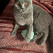 Matilda is registered to the contest to win money with this photo: bed, blanket, cat, close_up, companion, cozy, cute, ears, feline, fur, gray_cat, indoor, knit_blanket, orange_eyes, paws, pet, portrait, relaxed, toy, whiskers