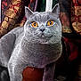 cat, british_shorthair, grey_fur, orange_eyes, close_up, portrait, whiskers, indoor, armrest, chair, upholstery, curtains, patterned_curtains, pet, cute, feline, sitting, plush, home_interior, window_frame