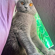 Matilda is registered to the contest to win money with this photo: cat, pet, gray_fur, amber_eyes, paws, whiskers, pink_curtain, window, green_glass, close_up, portrait, indoor, fur_texture, sitting, looking_down, colored_light, fuzzy, face, led_lighting, cozy