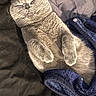 Matilda joined the competition — help win amazing prizes! bed, bedding, blanket, blue_blanket, cat, closeup, cozy, cute, domestic_cat, gray_cat, indoor, nap, on_back, paws_up, pet, portrait, relaxed, short_fur, sleeping_cat, whiskers