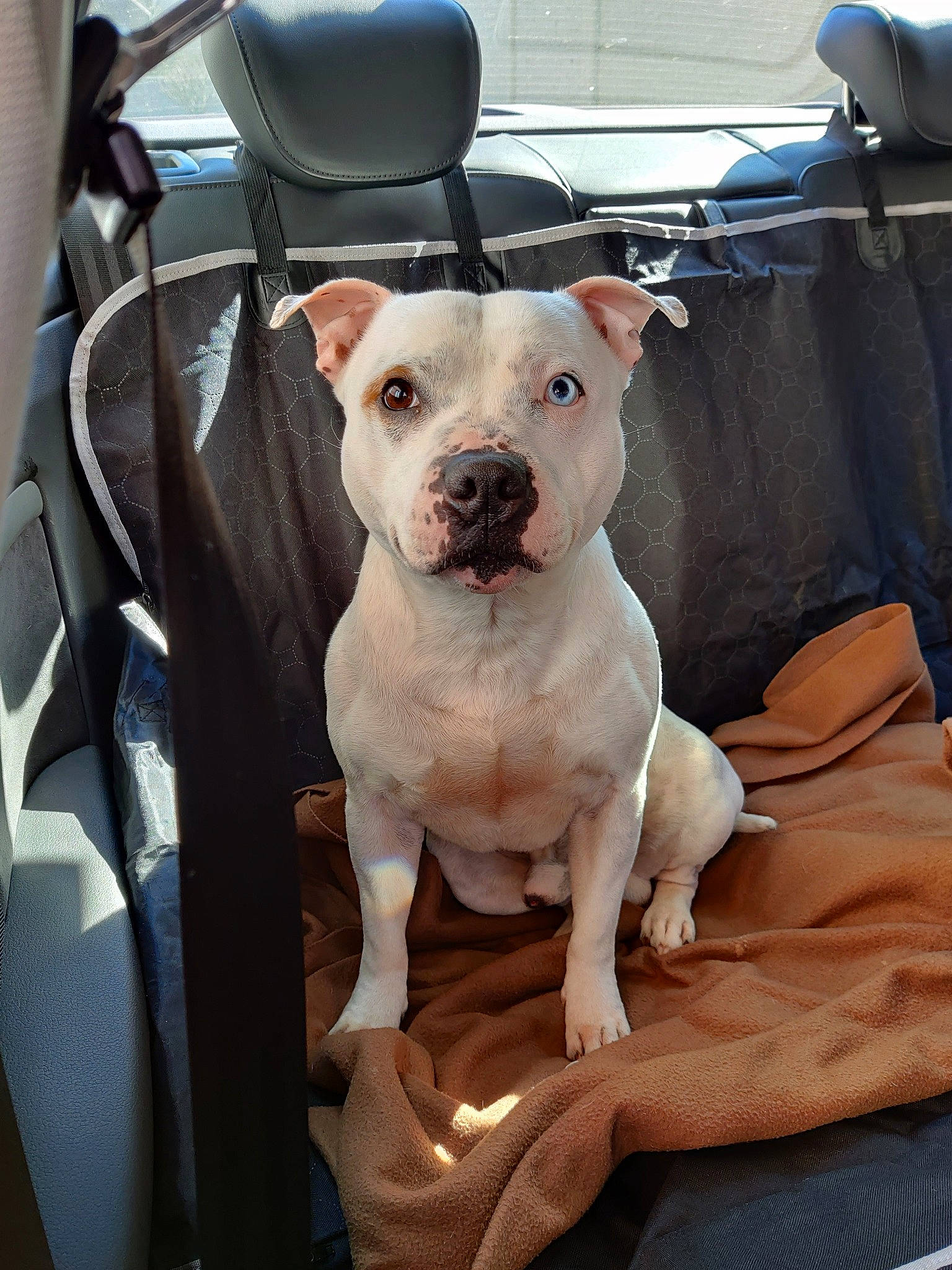 Newton participe au concours pour gagner de l'argent avec cette photo : canidae, carnivore, chair, collar, comfort, companion_dog, cordoba_fighting_dog, dog, dog_breed, dog_collar, fawn, non_sporting_group, puppy, snout, sporting_group, toy_dog, working_animal