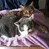 cats, two_cats, tabby_cat, gray_cat, white_paws, feline, pet, sleeping, relaxed, cozy, blanket, purple_blanket, indoors, home, couch, resting, animal_portrait, whiskers, green_eyes, snuggling