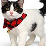 Hershey is registered to the contest to win money with this photo: kitten, cat, black_and_white, bow_tie, bell, pet, feline, cute, animal, standing, fur, whiskers, ears, tail, young, adorable, collar, domestic_cat, portrait, isolated
