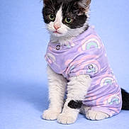 Hershey is registered to the contest to win money with this photo: kitten, cat, animal, pet, black_and_white, fur, clothing, onesie, rainbow_pattern, pastel_colors, purple, sitting, cute, portrait, indoor, studio, soft_background, young, small, whiskers