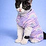 kitten, cat, animal, pet, black_and_white, fur, clothing, onesie, rainbow_pattern, pastel_colors, purple, sitting, cute, portrait, indoor, studio, soft_background, young, small, whiskers
