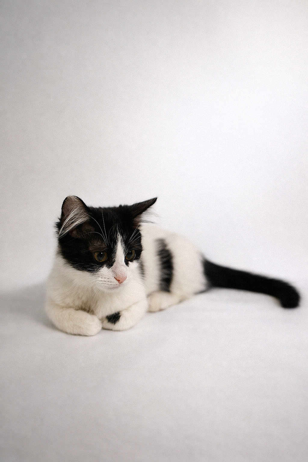 Hershey joined the competition — help win amazing prizes! cat, kitten, black_and_white, animal, pet, fur, whiskers, cute, young, domestic, feline, lying_down, portrait, soft, relaxed, indoor, small, adorable, playful, curious