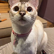 Suki is registered to the contest to win money with this photo: cat, pet, wide_eyes, collar, indoor, feline, whiskers, fur, ears, curious, sitting, beige, living_room, armchair, texture, close_up, domestic_animal, cute, alert, household