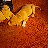 puppy, dog, carpet, orange, stuffed_toy, toy, sleeping, indoor, relaxed, floor, animal, pet, collar, paper, lamp, furniture, cord, brown, cute, young_dog