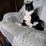 Penny is registered to the contest to win money with this photo: black_and_white, blanket, cat, couch, cozy, feline, floor, fur, home, indoor, living_room, looking_away, paw, pet, quiet, quilt, relaxed, seated, tuxedo_cat, whiskers