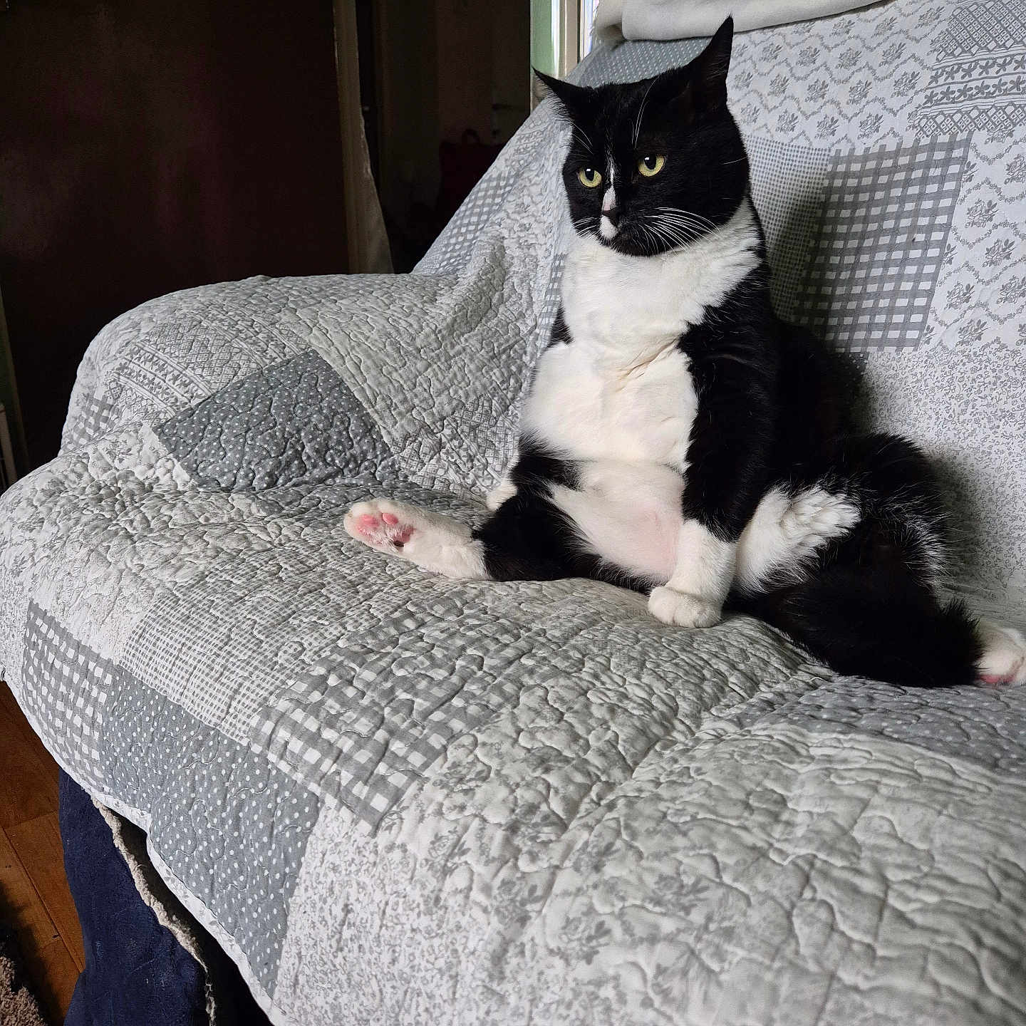 Penny is registered to the contest to win money with this photo: black_and_white, blanket, cat, couch, cozy, feline, floor, fur, home, indoor, living_room, looking_away, paw, pet, quiet, quilt, relaxed, seated, tuxedo_cat, whiskers