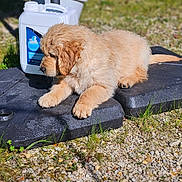 Bowie participe au concours pour gagner de l'argent avec cette photo :