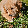Bowie a rejoint le concours — aidez-le/la à gagner de superbes lots ! adorable, animal, closeup, cute, daisy, dog, flower, fur, golden_retriever, grass, greenery, leaf, nature, outdoor, pet, playful, puppy, sniffing, sunlight, young