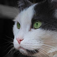 Sivo joined the competition — help win amazing prizes! cat, close_up, green_eyes, black_and_white, whiskers, fur, pet, animal, portrait, side_view, soft_light, focused, domestic_cat, cute, feline, indoor, mammal, looking, pink_nose, detailed