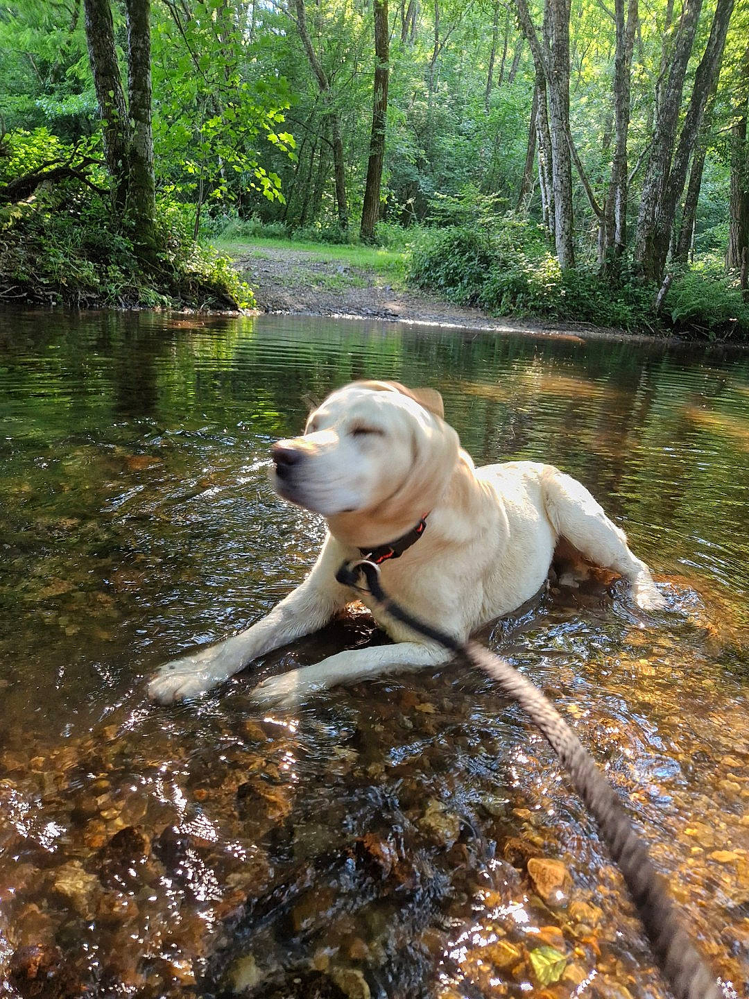 Newton participe au concours pour gagner de l'argent avec cette photo : carnivore, companion_dog, dog, dog_breed, dog_collar, fawn, fluvial_landforms_of_streams, forest, grass, lake, mammal, natural_landscape, plant, tail, tree, water, watercourse, wood, woodland, working_animal