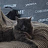 cat, gray_cat, feline, pet, lounging, couch, fabric, texture, blanket, city_names, home, indoor, relaxed, paw, fur, animal, resting, domestic, cozy, furniture
