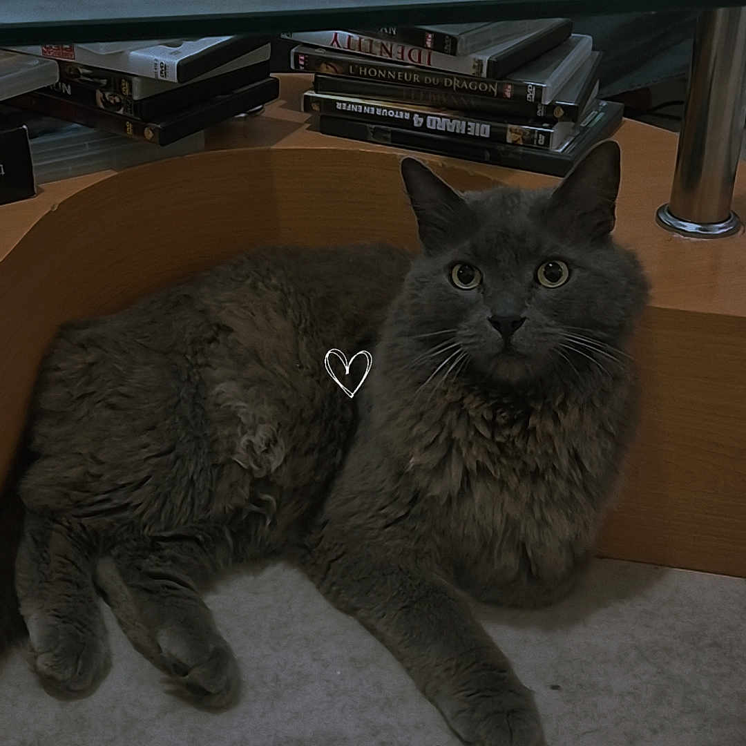 Couine Couine participe au concours pour gagner de l'argent avec cette photo : cat, gray_cat, pet, indoor, carpet, coffee_table, glass_table, remote_control, dvd, stack, furniture, floor, curious, fluffy, animal, whiskers, ears, resting, domestic_cat, home