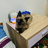 Mocha joined the competition — help win amazing prizes! animal, bed, bedroom, blue_eyes, cat, cozy, cute, feline, home_interior, indoor, nightstand, owl_night_light, pet, relaxed, siamese_cat, soft_lighting, striped_bedding, table, toy_blocks, wooden_furniture