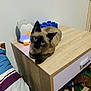 animal, bed, bedroom, blue_eyes, cat, cozy, cute, feline, home_interior, indoor, nightstand, owl_night_light, pet, relaxed, siamese_cat, soft_lighting, striped_bedding, table, toy_blocks, wooden_furniture