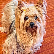 Rosie Peck is registered to the contest to win money with this photo: dog, yorkshire_terrier, small_dog, long_hair, fluffy, pet, indoor, wooden_floor, brown, tan, black, cute, animal, companion, fur, ears, face, portrait, looking, standing