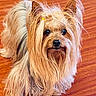 dog, yorkshire_terrier, small_dog, long_hair, fluffy, pet, indoor, wooden_floor, brown, tan, black, cute, animal, companion, fur, ears, face, portrait, looking, standing