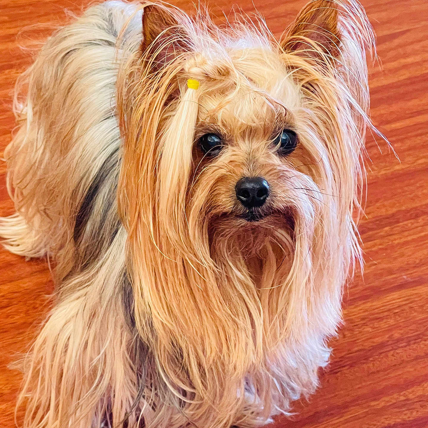 Rosie Peck is registered to the contest to win money with this photo: dog, yorkshire_terrier, small_dog, long_hair, fluffy, pet, indoor, wooden_floor, brown, tan, black, cute, animal, companion, fur, ears, face, portrait, looking, standing