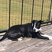Dee joined the competition — help win amazing prizes! dog, black_and_white, lounge, wooden_deck, sunlight, outdoor, fence, grass, pet, canine, collar, relaxed, daylight, animal, nature, backyard, resting, leash, summer, quiet