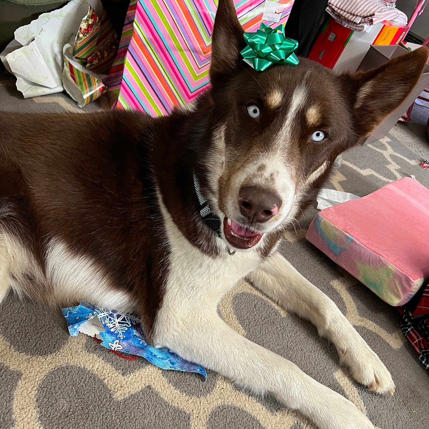 Milo is registered to the contest to win money with this photo: accessories, adult, animal, architecture, bag, canine, couch, cushion, dog, female, furniture, glasses, handbag, homedecor, hound, husky, person, pet, puppy, woman
