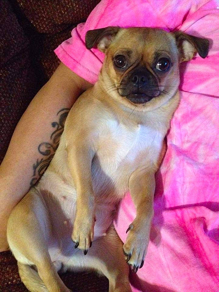 Darla is registered to the contest to win money with this photo: canidae, carnivore, comfort, companion_dog, dog, dog_breed, fawn, fur, human_leg, magenta, non_sporting_group, paw, pet_supply, pink, pug, snout, sporting_group, toy_dog, working_animal, wrinkle