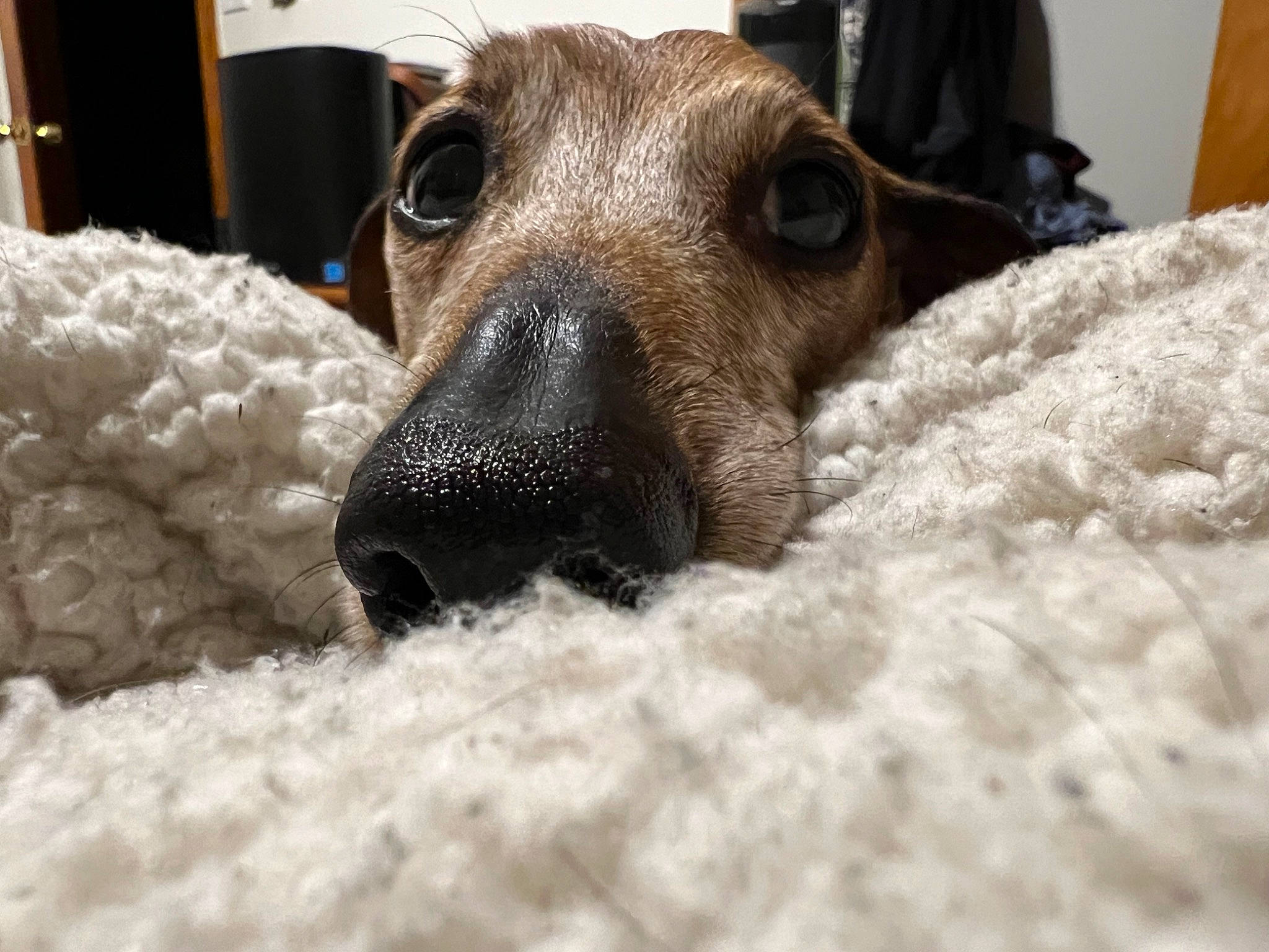 Oscar joined the competition — help win amazing prizes! canidae, carnivore, close_up, collar, comfort, companion_dog, dog, dog_breed, fawn, fur, guard_dog, paw, snout, sporting_group, street_dog, terrestrial_animal, terrier, toy_dog, whiskers, working_animal