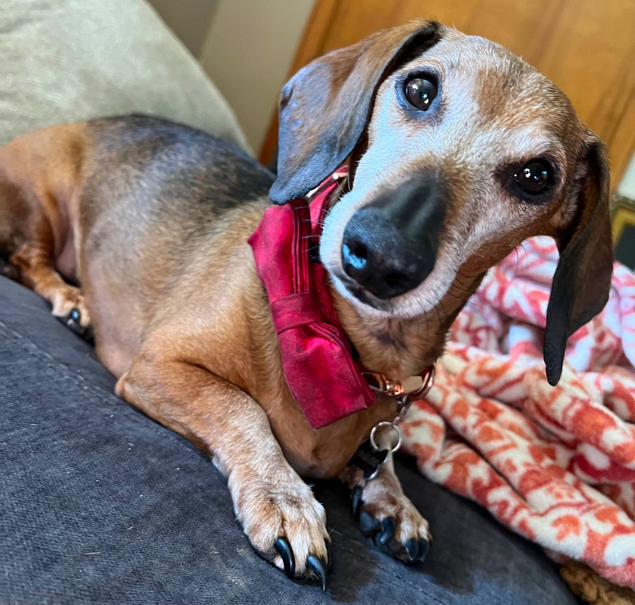 Oscar is registered to the contest to win money with this photo: canidae, carnivore, collar, companion_dog, dog, dog_breed, dog_collar, dog_supply, ear, fawn, leash, metal, pet_supply, rampur_greyhound, sighthound, snout, sporting_group, terrestrial_animal, whiskers, working_animal