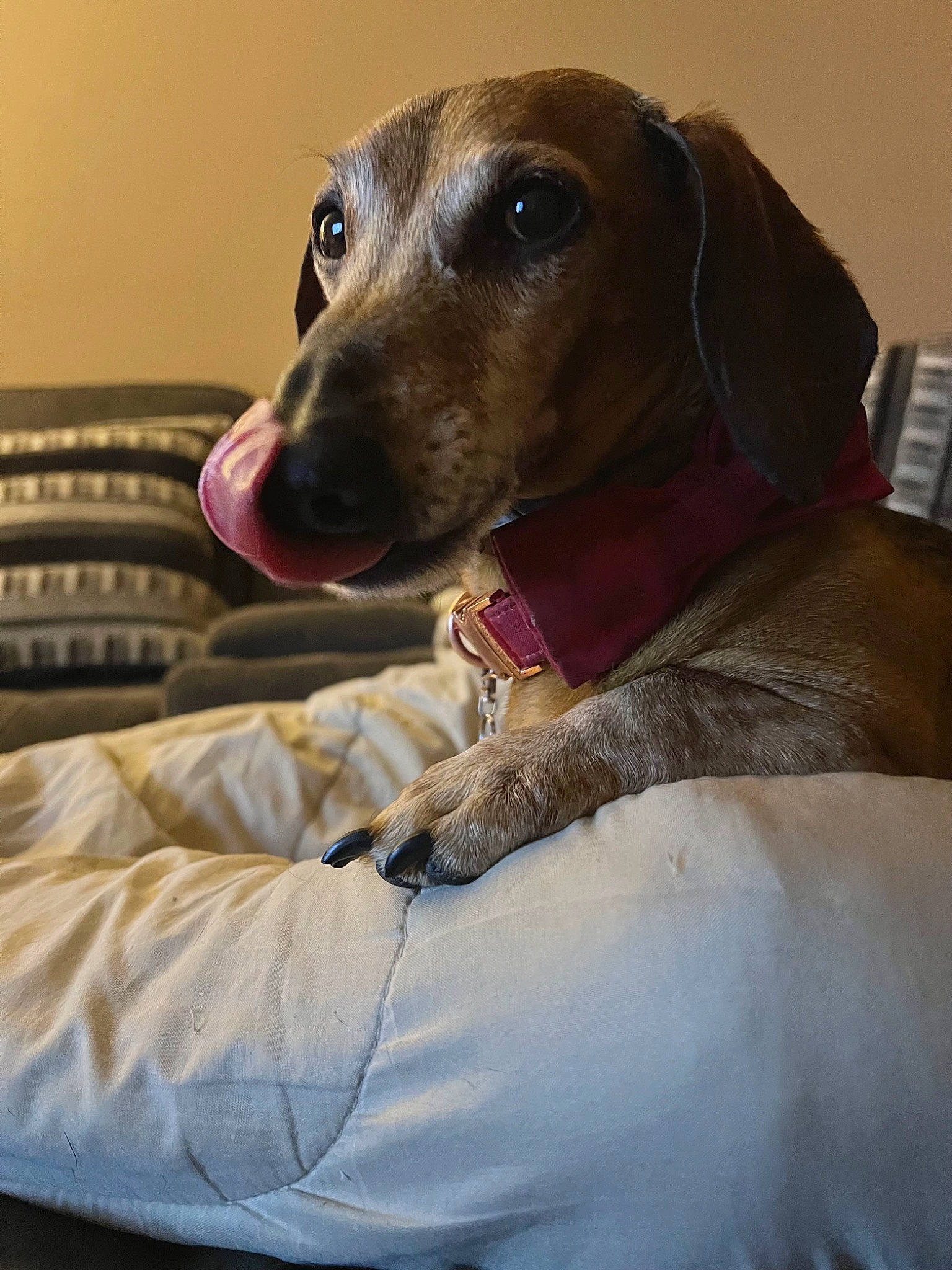 Oscar joined the competition — help win amazing prizes! aircraft, carnivore, collar, comfort, companion_dog, computer_keyboard, dog, dog_breed, dog_collar, dog_supply, ear, fawn, fur, liver, metal, pet_supply, snout, sporting_group, whiskers, working_animal
