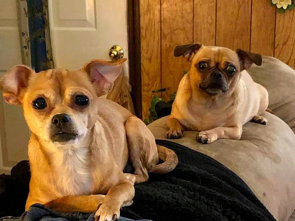 Lola is registered to the contest to win money with this photo: bored, canidae, carnivore, comfort, companion_dog, dog, dog_breed, door, fawn, fur, pug, puppy, snout, sporting_group, terrestrial_animal, toy_dog, vertebrate, whiskers, working_animal, wrinkle