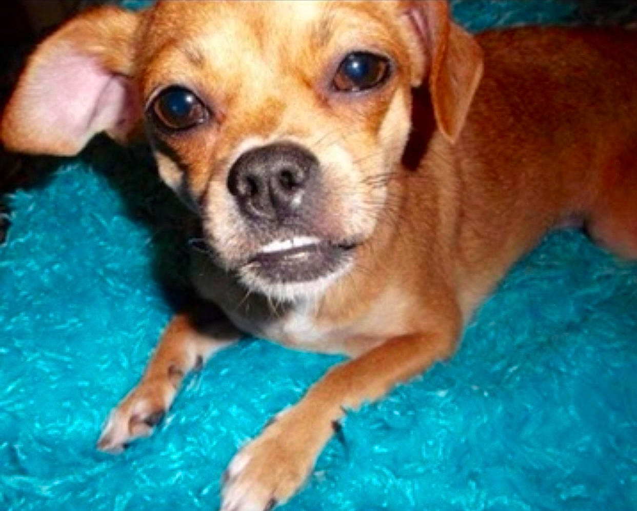 Lola joined the competition — help win amazing prizes! blue, canidae, carnivore, companion_dog, dog, dog_breed, fawn, fur, grass, photography, plant, puggle, puppy, snout, sporting_group, terrestrial_animal, toy_dog, water, whiskers, working_animal