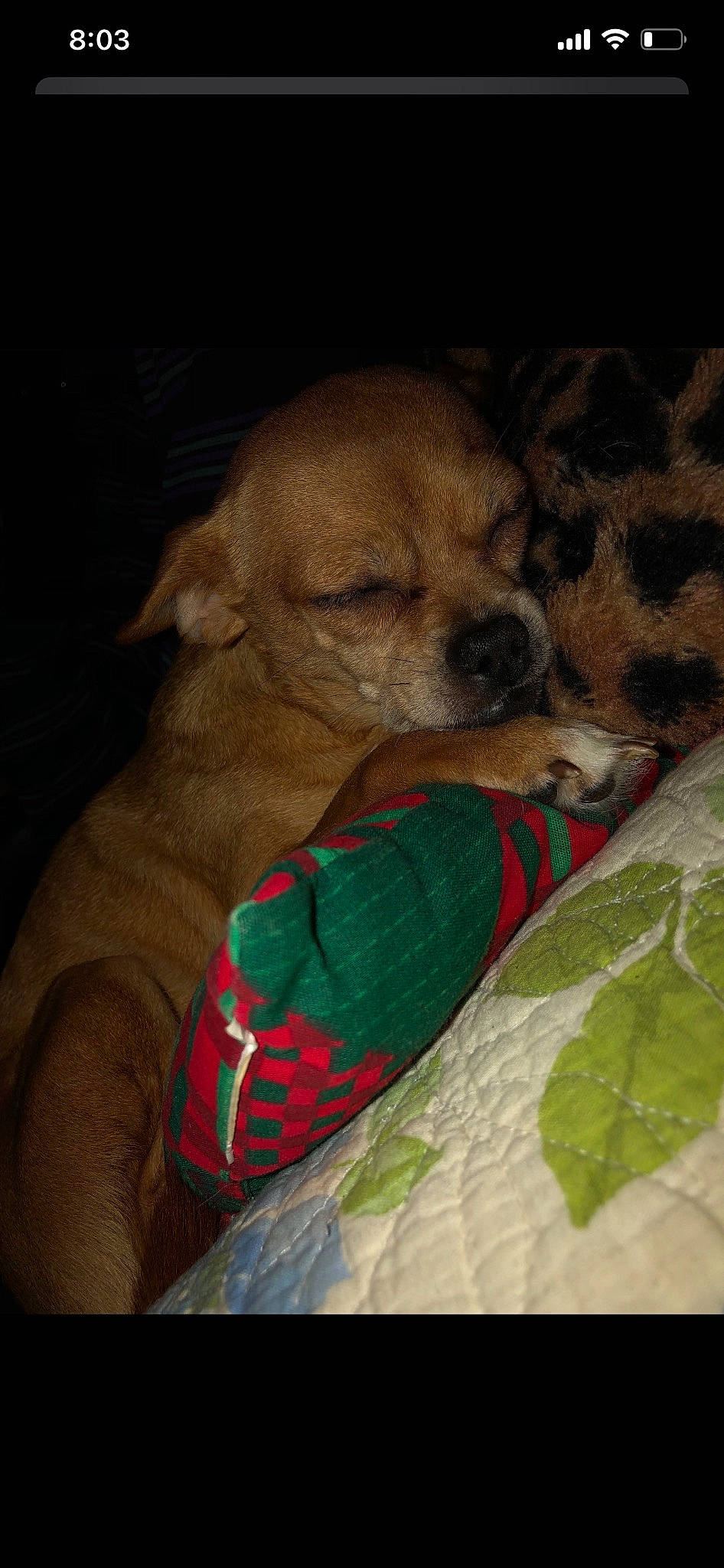 Lola joined the competition — help win amazing prizes! ball, canidae, carnivore, comfort, companion_dog, dog, dog_bed, dog_breed, dog_clothes, dog_supply, dog_toy, fawn, fur, linens, paw, pet_supply, sporting_group, terrestrial_animal, toy_dog, whiskers