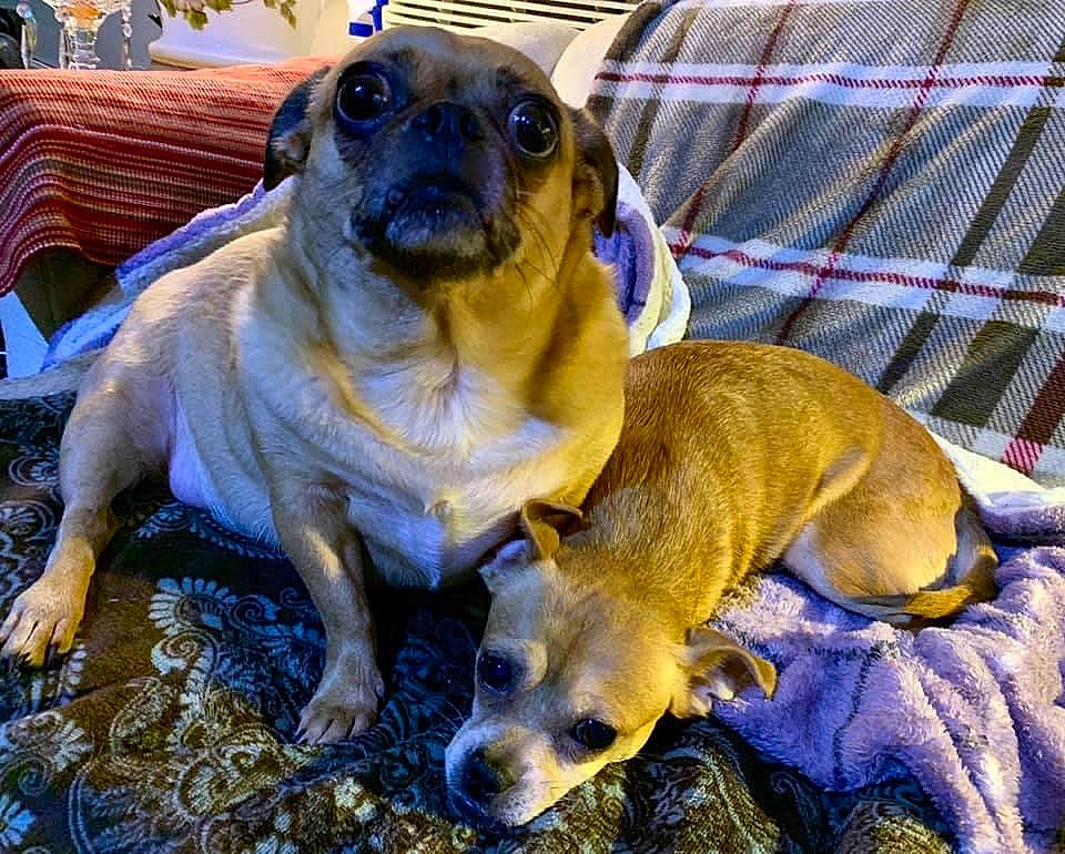 Lola joined the competition — help win amazing prizes! ancient_dog_breeds, canidae, carnivore, collar, companion_dog, dog, dog_breed, dog_supply, fawn, guard_dog, paw, plaid, snout, sporting_group, tartan, terrestrial_animal, toy_dog, whiskers, working_animal, working_dog