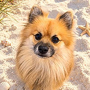 Volt a rejoint le concours — aidez-le/la à gagner de superbes lots ! dog, puppy, fluffy, pomeranian, fur, portrait, beach, sand, seashells, starfish, grass, outdoor, sunlight, animal, pet, cute, facing_camera, sitting, closeup, coastal