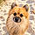 Volt