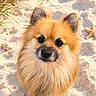 dog, puppy, fluffy, pomeranian, fur, portrait, beach, sand, seashells, starfish, grass, outdoor, sunlight, animal, pet, cute, facing_camera, sitting, closeup, coastal